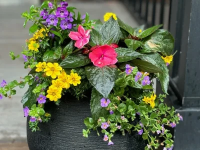 Banks summer pots