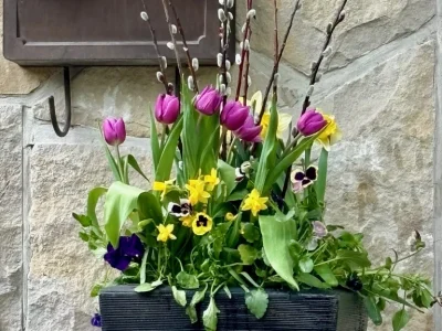 Susie Spring bulbs 1
