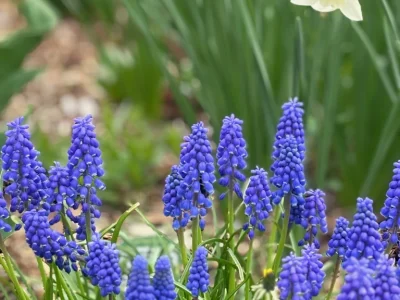 WB Muscari bulbs