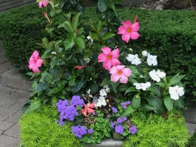 Wynn Clark summerplanters