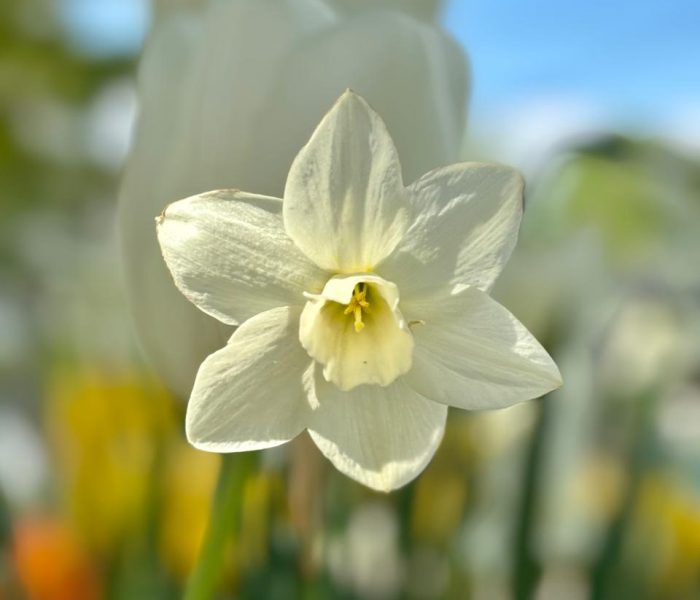 bulb planting 1