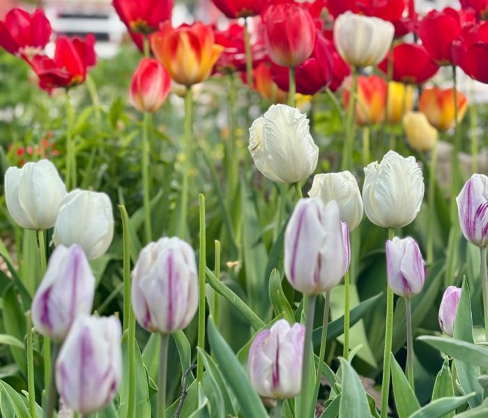 bulb planting 2