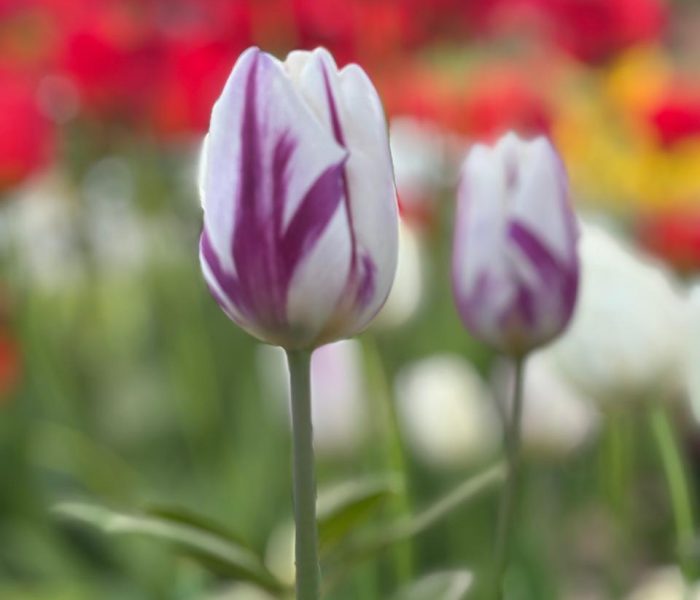 bulb planting 3