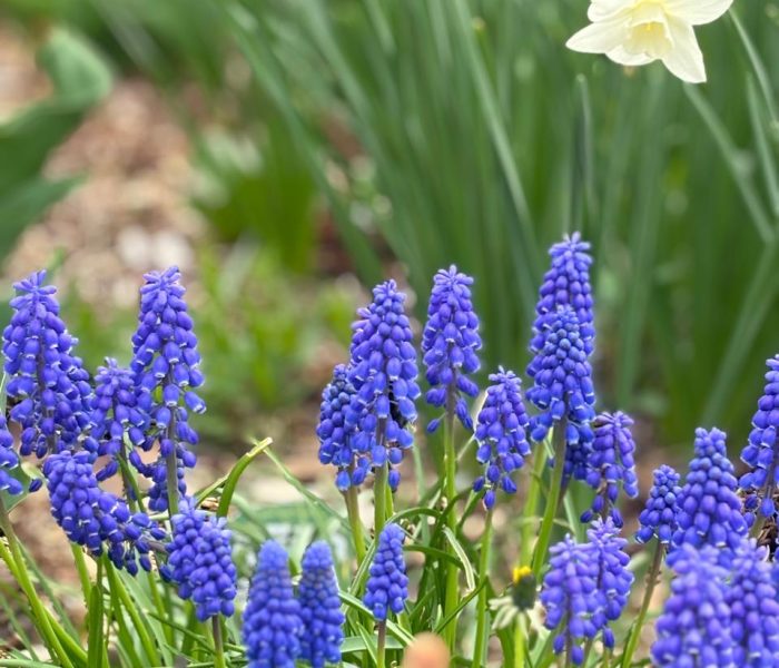Fall & bulb planting 2