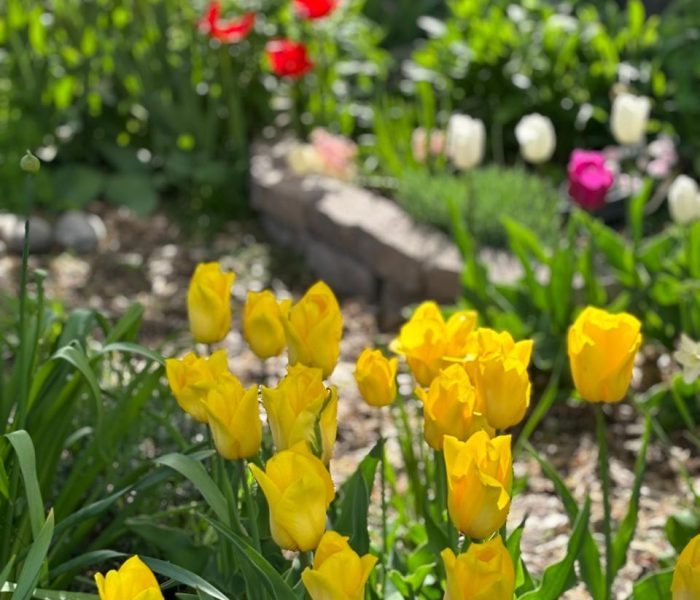 Fall & bulb planting