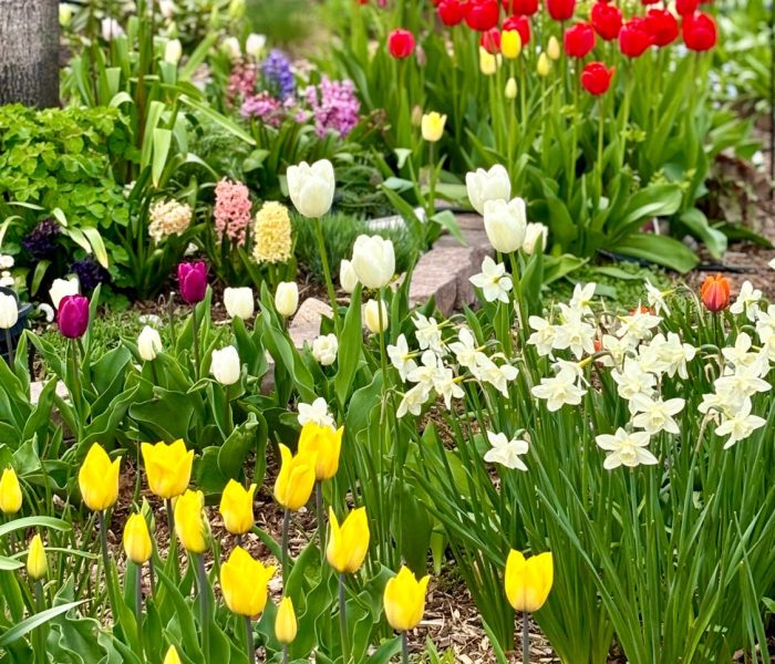 Garden Renovation 1