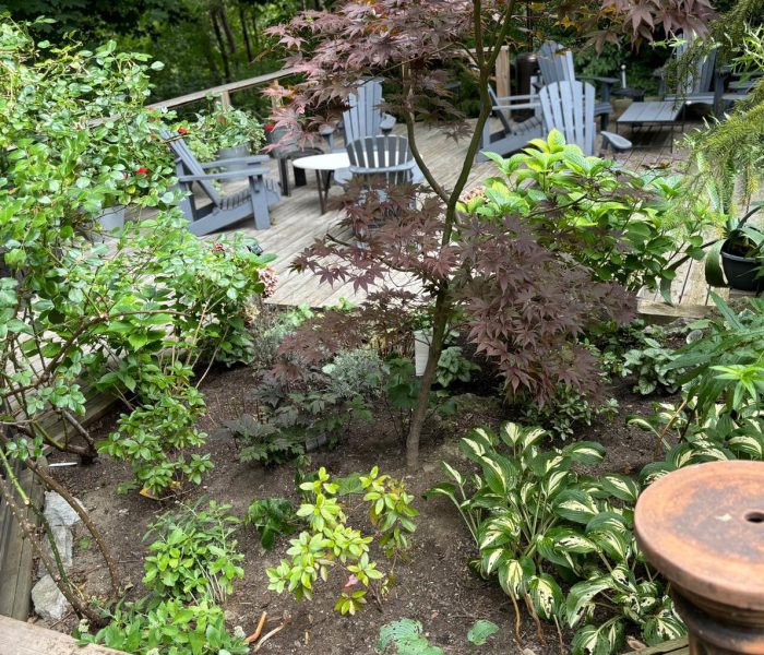 Garden Renovation 2