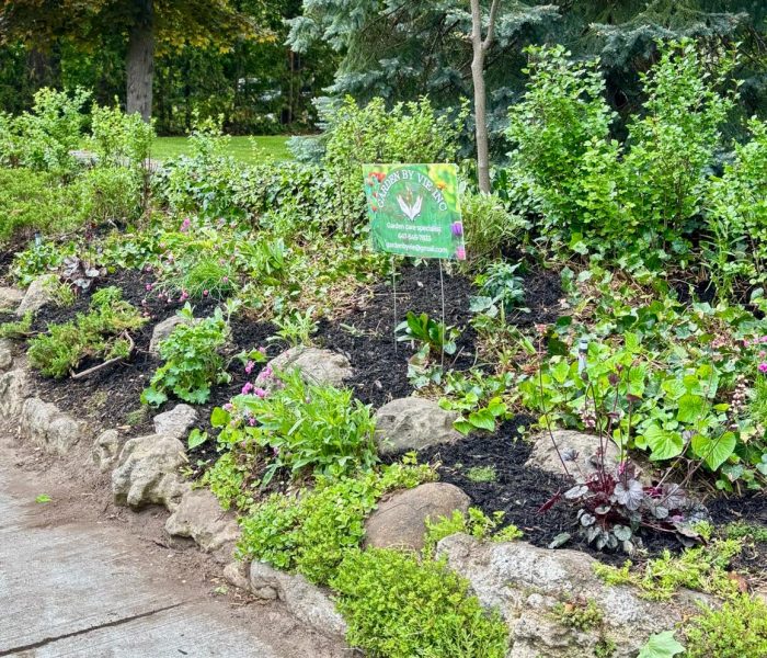 Garden Renovation 4