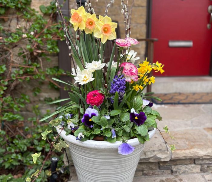 Spring planter 2