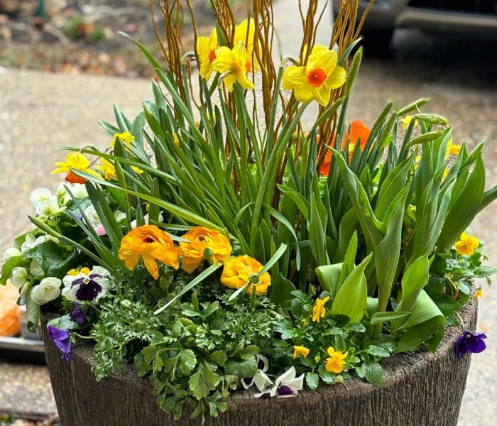 Spring planter 3