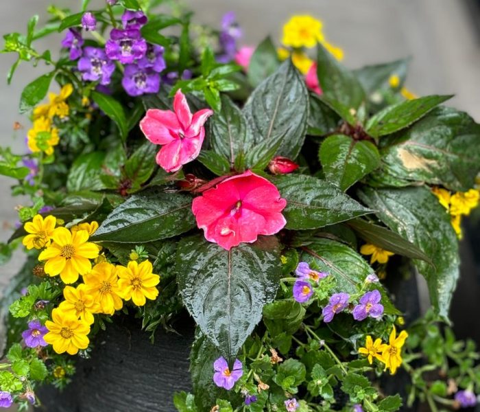 Summer planter 1