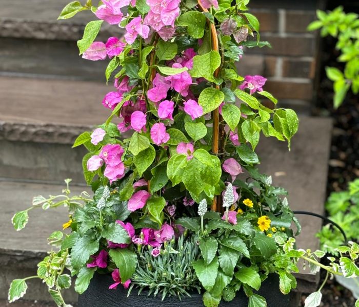 Summer planter 2